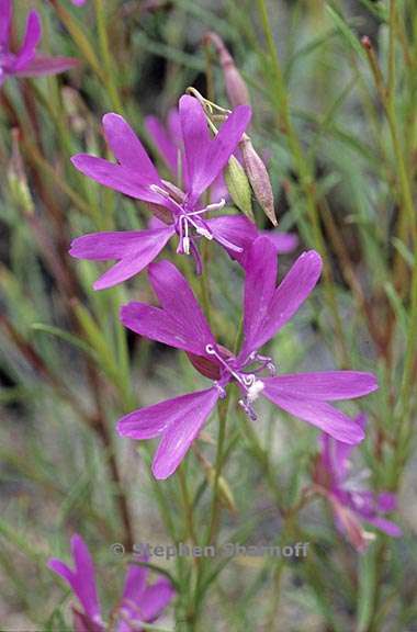 clarkia biloba ssp biloba 1 graphic